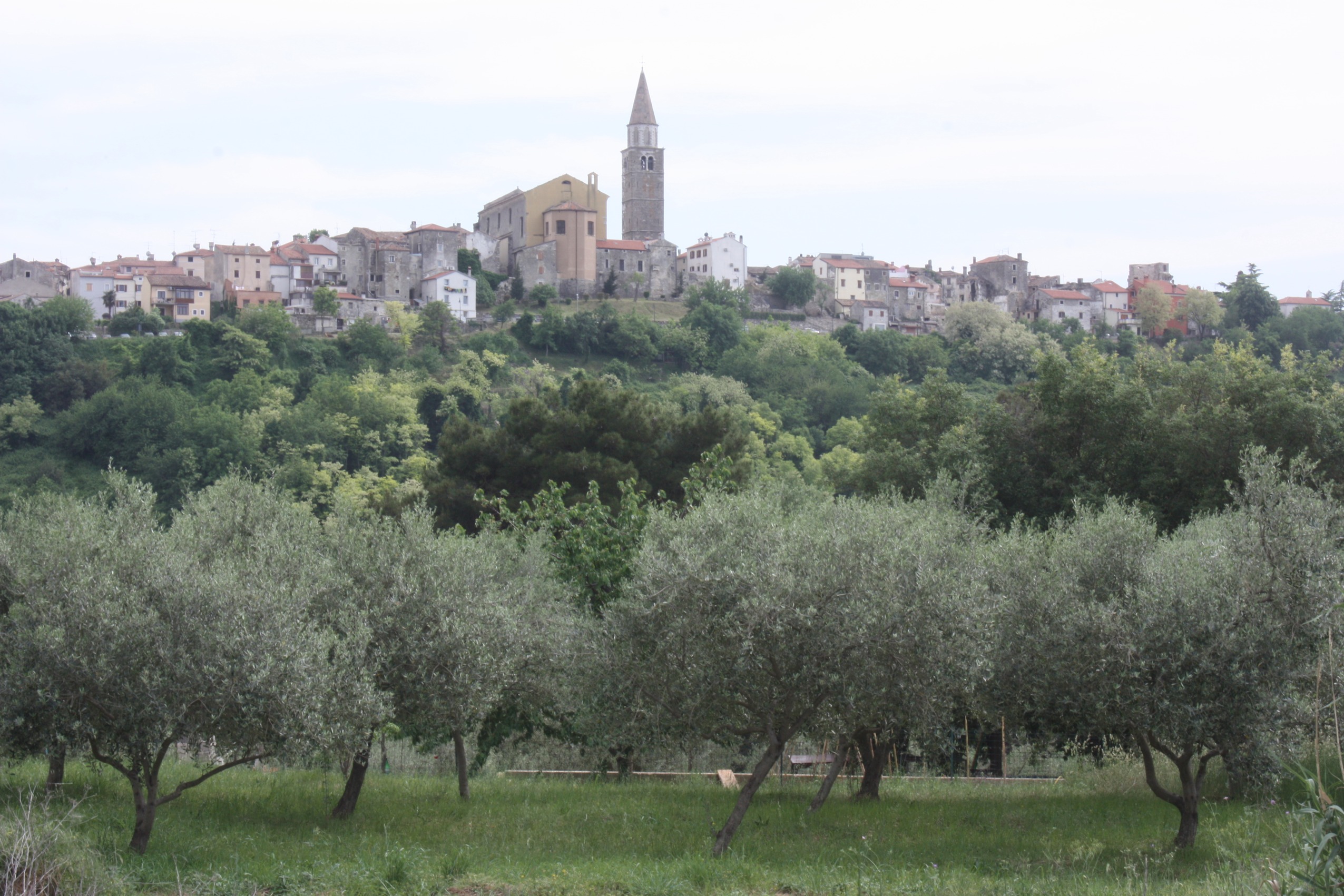 Buje u novom zelenom ruhu